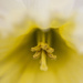 Daffodil by shepherdmanswife