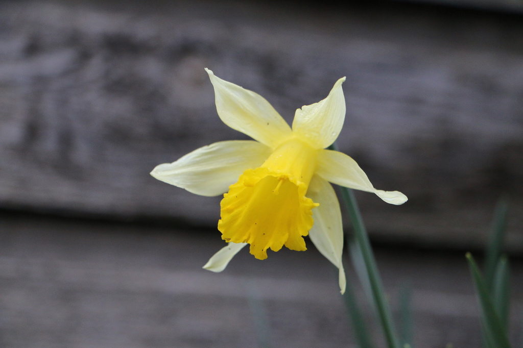 Daffodil by kimmer50