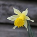 Daffodil by kimmer50