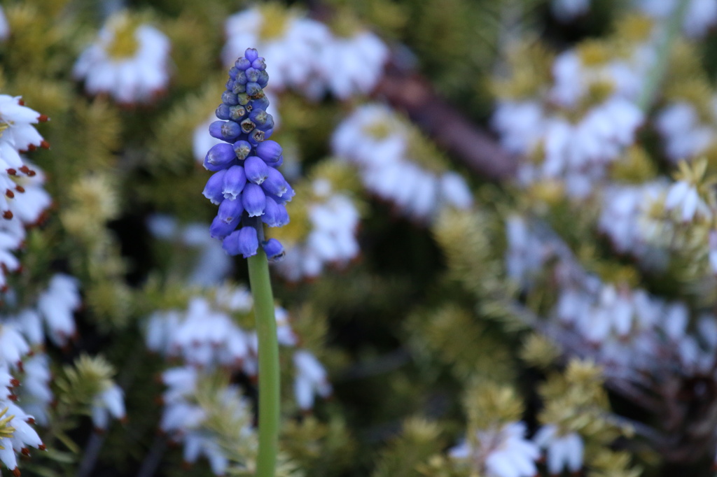 Grape Hyacinth by kimmer50