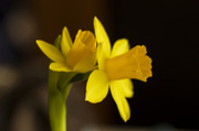 19th Mar 2009 - Double Narcissus