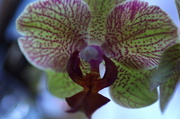 21st Mar 2014 - Smiling Orchid 