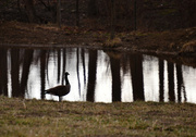 20th Mar 2014 - goose on pond