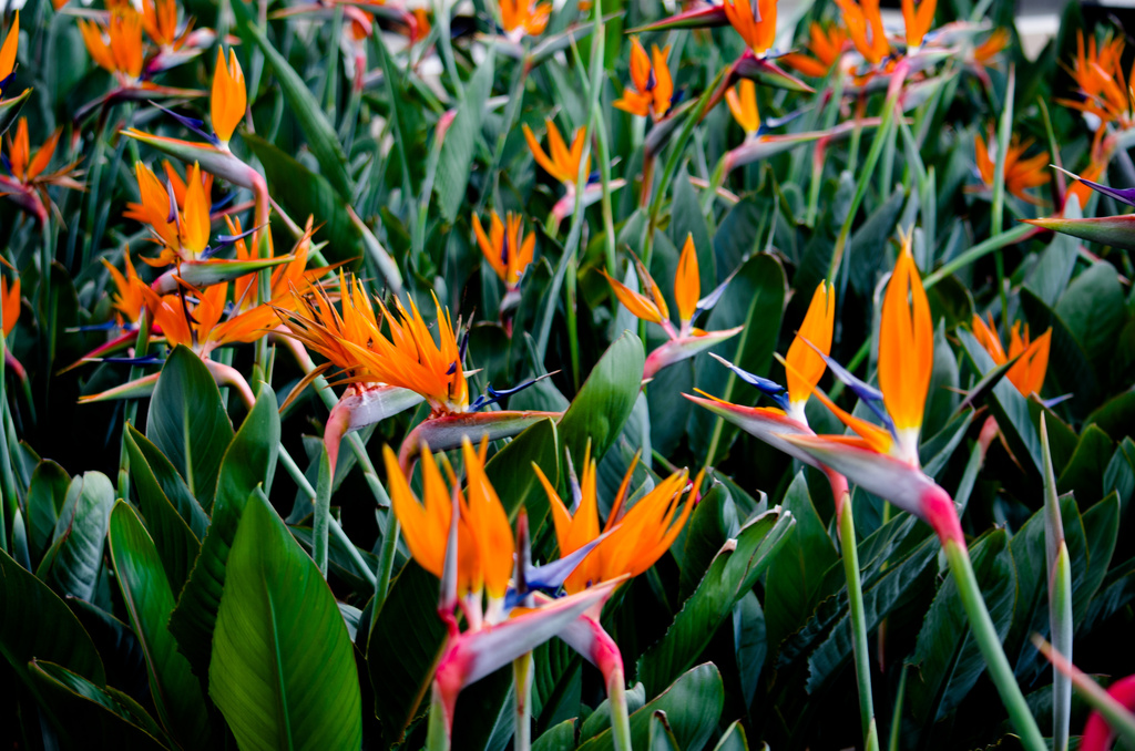 Birds of Paradise Closing In by stray_shooter