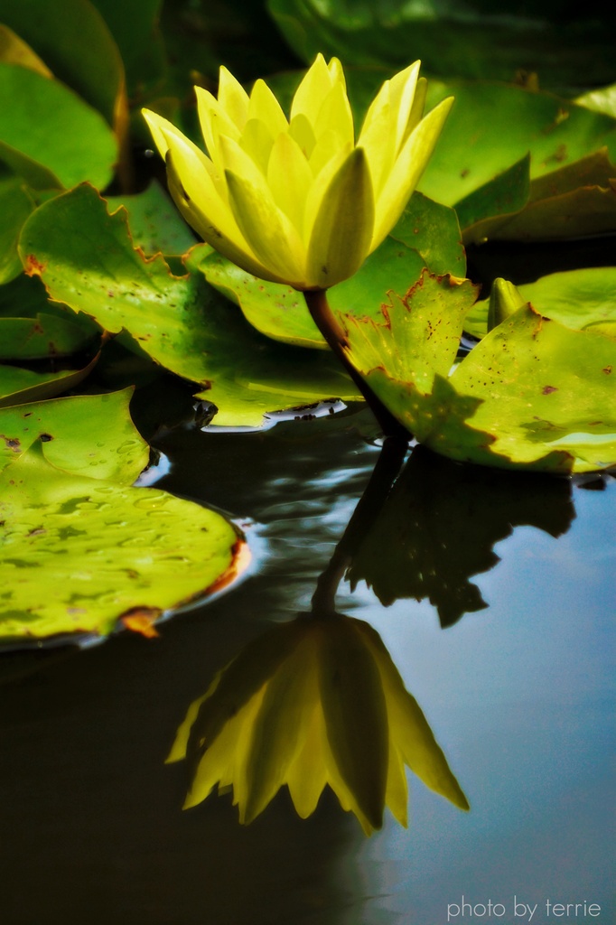 Yellow Waterlily by teodw