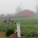 Misty morning by kiwiflora