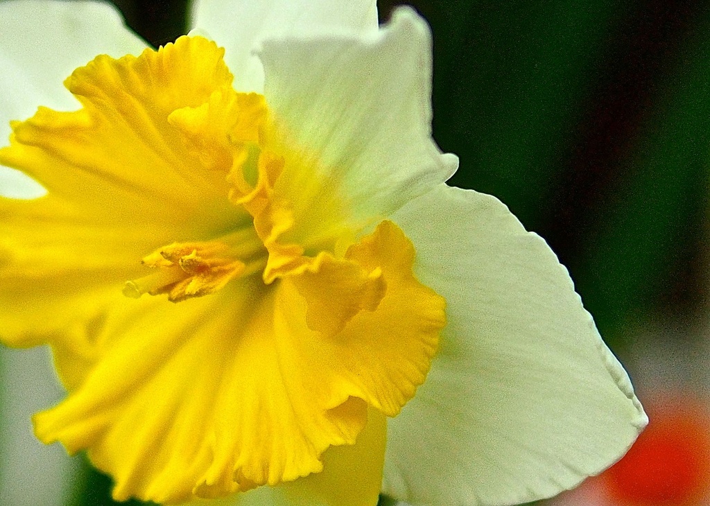 Daffodil by redy4et