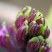 budding hyacinth by callymazoo