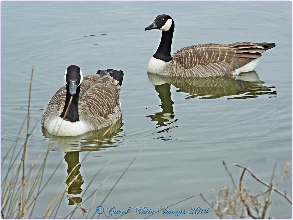 Canada Geese by carolmw