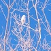 A White Owl by bruni