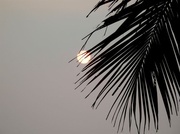 24th Feb 2014 - Sun and Palm Leaf