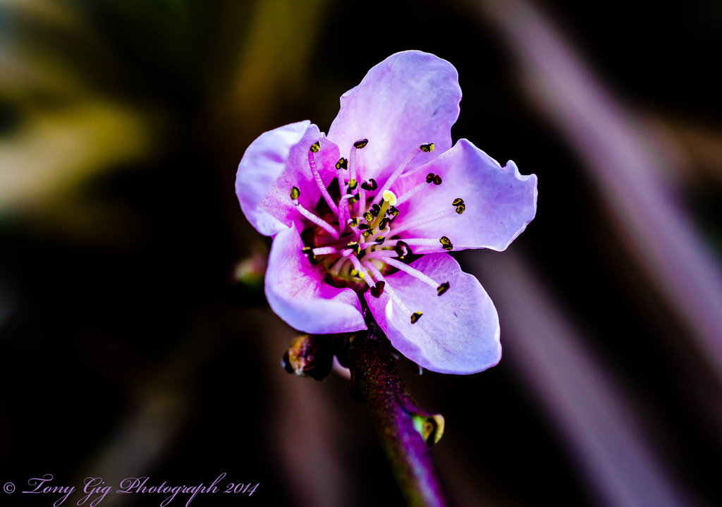 Peach Flower by tonygig