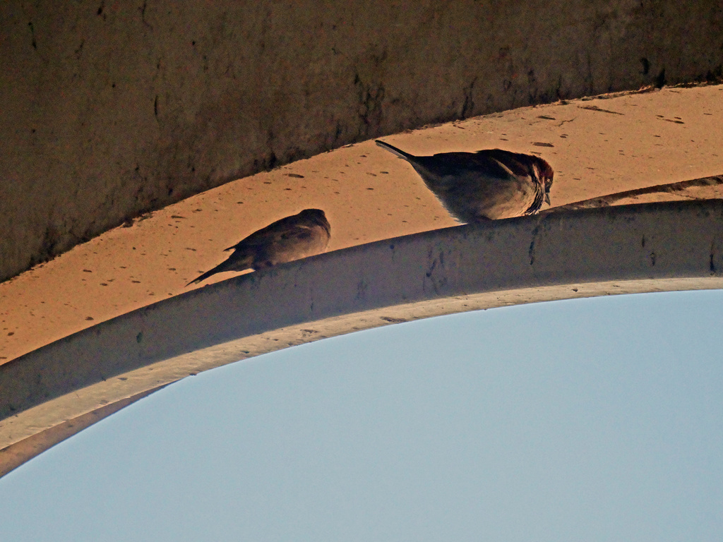 Day 290 Wrens on an Arch by rminer