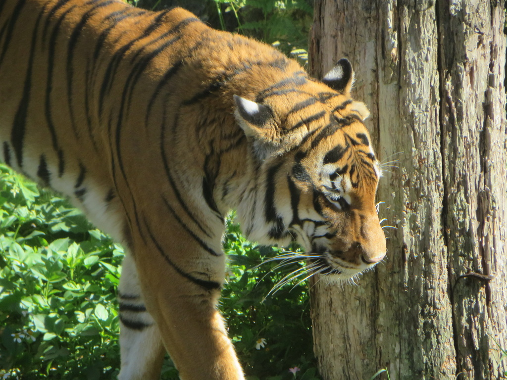 Tiger at Zoo  (Not back yard!) by rob257