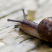 Snails eye view - 21-03 by barrowlane