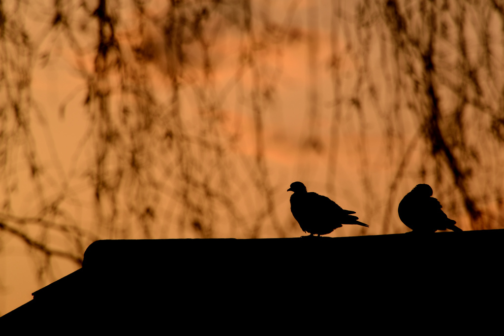 Two birds by richardcreese