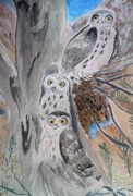 21st Mar 2014 - Boobook Owls