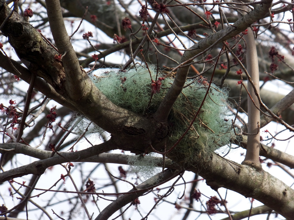 Nice Nest by linnypinny