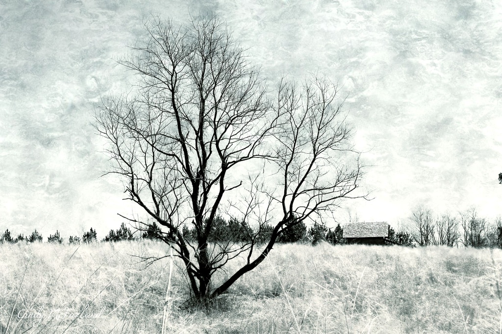 Fade of winter by cindymc