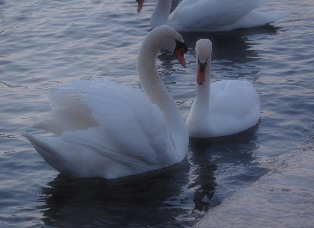 Mating Dance by selkie