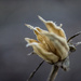 Rose of Sharon Seed Pod by skipt07