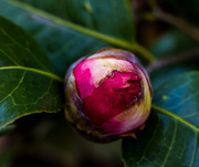 21st Mar 2014 - Three Weeks Later: Camellia