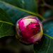 Three Weeks Later: Camellia by darylo