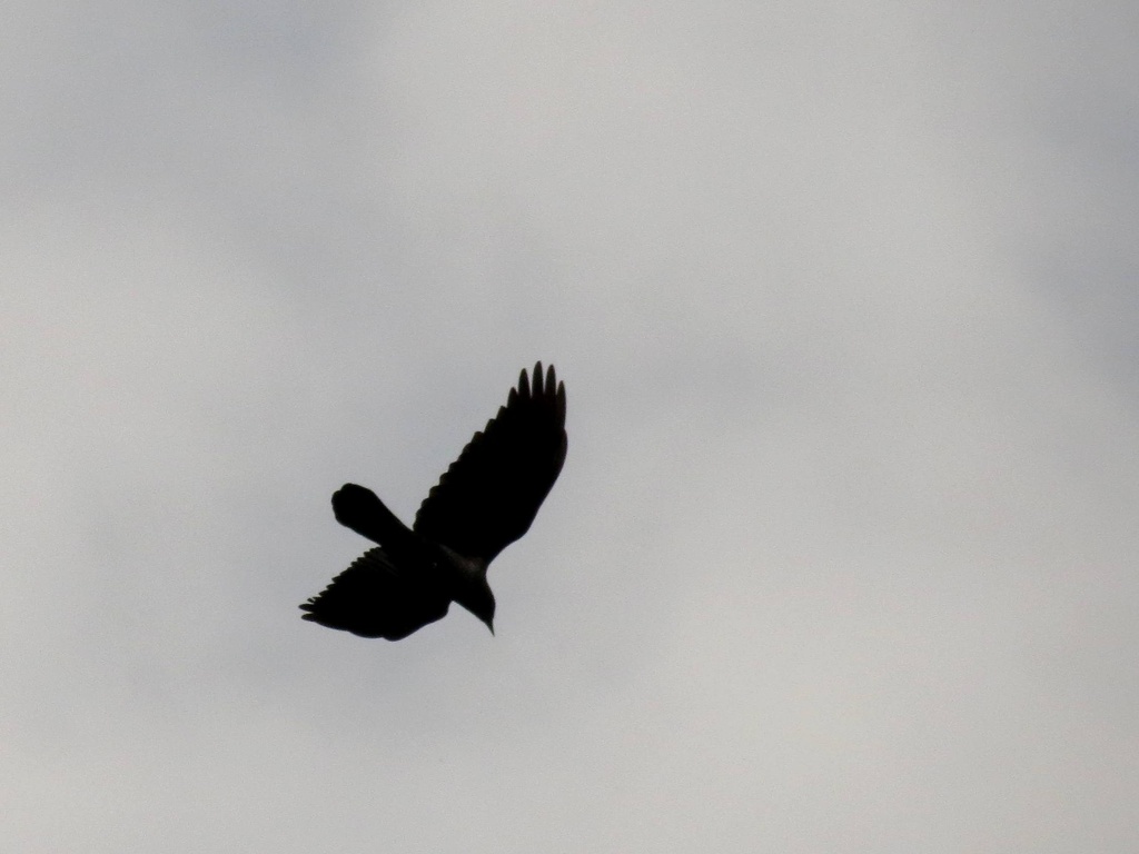 As the Crow Flies by grammyn