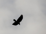 21st Mar 2014 - As the Crow Flies