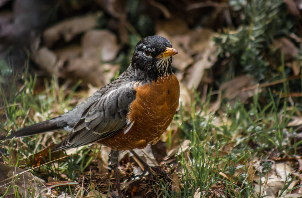 American Robin Visit by darylo