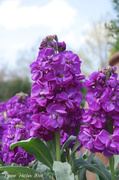 21st Mar 2014 - Hyacinth