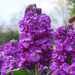 Hyacinth by lynne5477