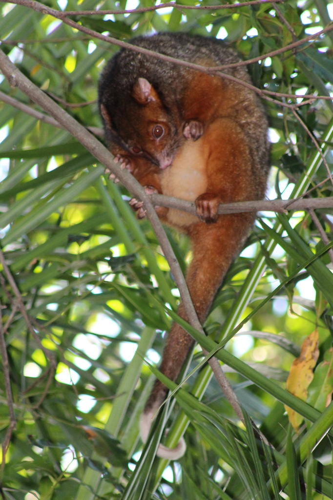 Ring Tail Possum With Joey by terryliv