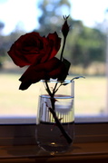 22nd Mar 2014 - "Kitchen Window Rose"...