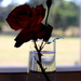 "Kitchen Window Rose"... by tellefella