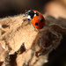 CW -ladybird ladybird by callymazoo