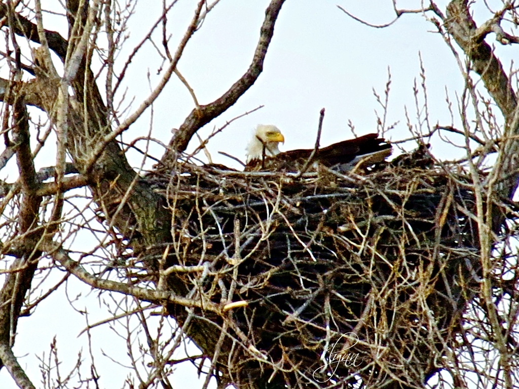 Eagle In Her Nest by lynnz