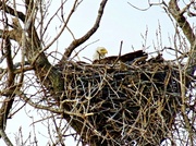 19th Mar 2014 - Eagle In Her Nest