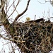 Eagle In Her Nest by lynnz