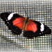 Red Lacewing by leestevo
