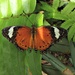 Orange Lacewing by leestevo