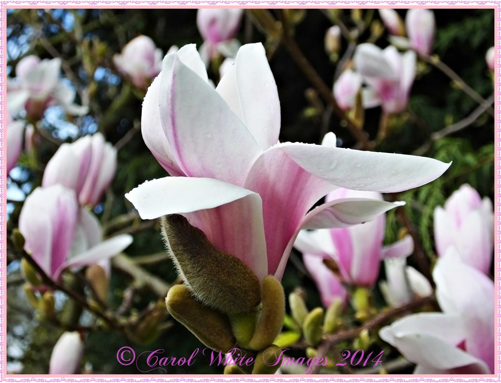 Magnolia by carolmw