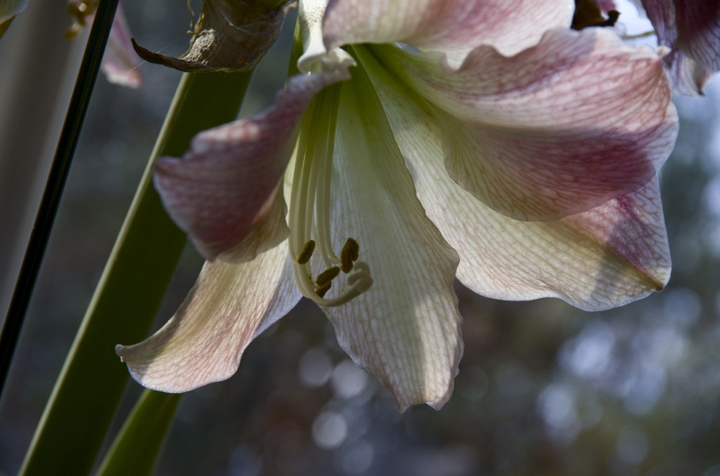 Another Amaryllis 2-26 by houser934