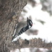 The woodpecker came knocking. by bruni