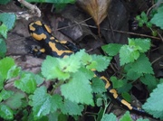 22nd Mar 2014 - Salamandra Pezzata