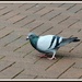 Pigeon by rosiekind