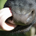 Cow lick - 22-03 by barrowlane