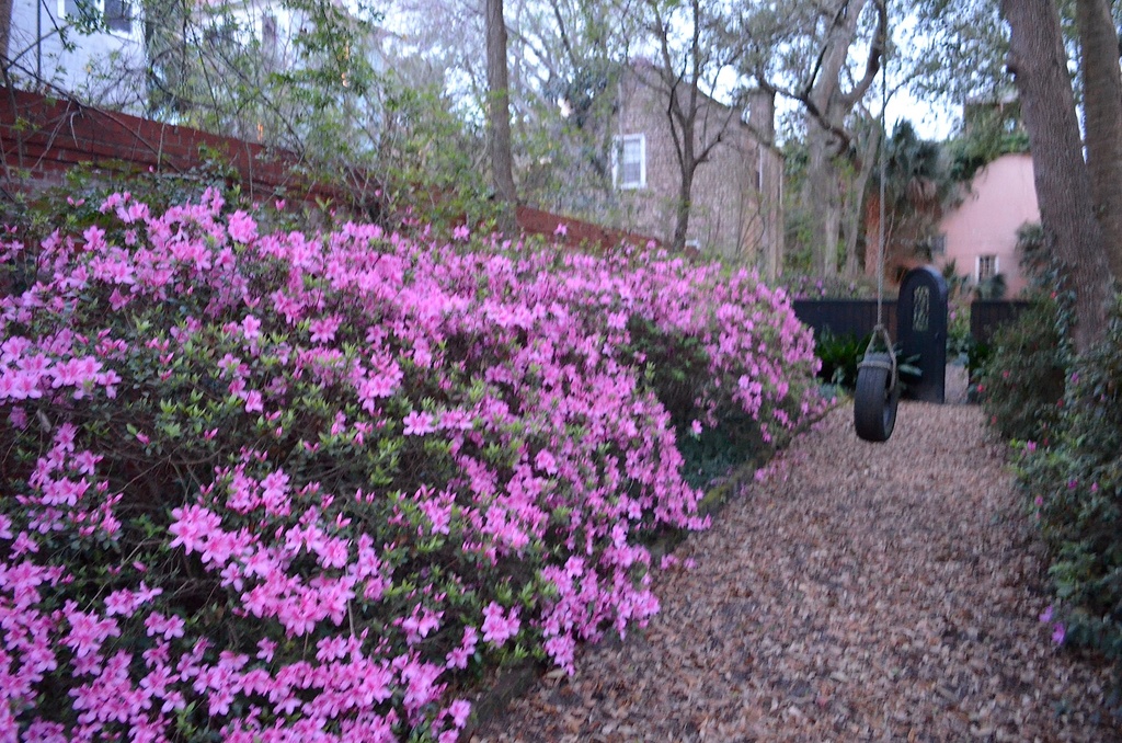 Spring azaleas, historic district, Charleston, SC by congaree