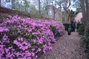 21st Mar 2014 - Spring azaleas, historic district, Charleston, SC