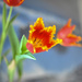 Open tulips by loweygrace